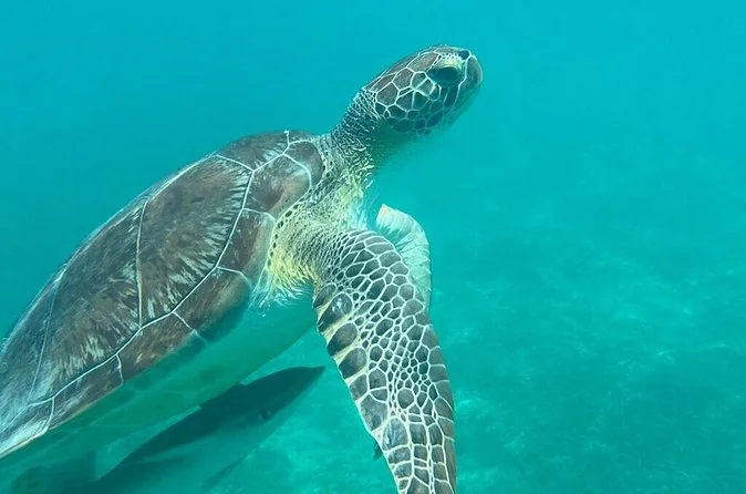 Catamarán con esnórquel con tortugas y dos paradas