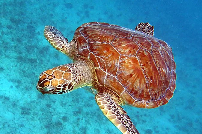 Esnórquel con tortugas marinas desde la playa