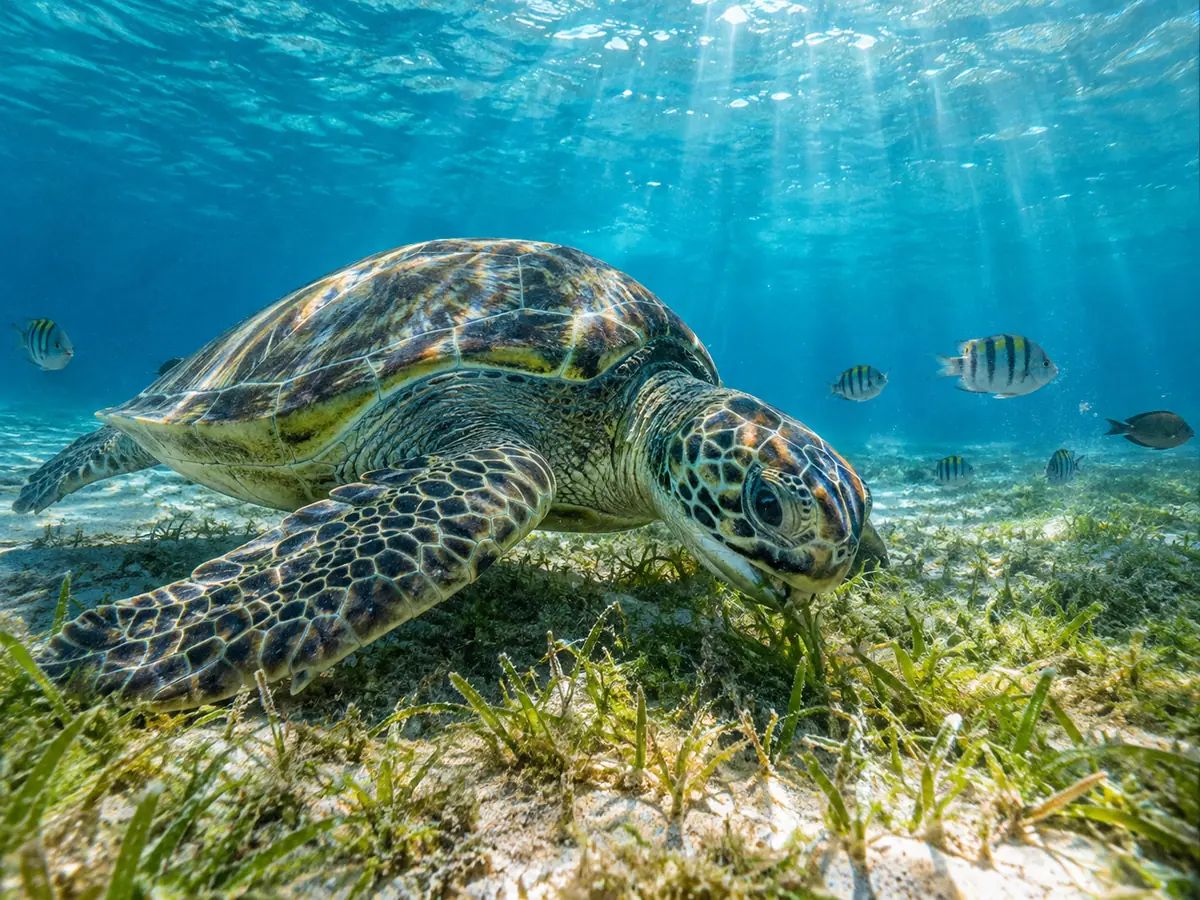 Una tortuga verde pastando hierba marina en aguas someras y transparentes